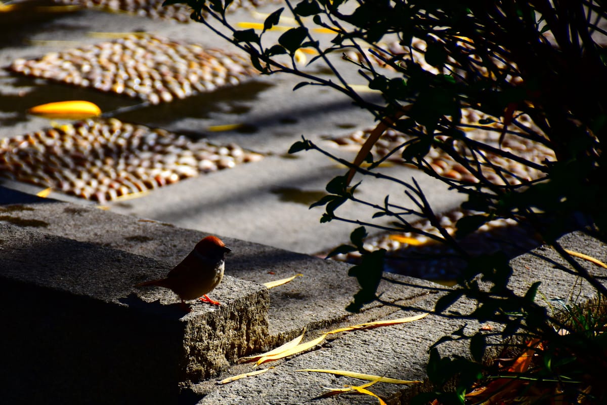 Welcome to Lateral Snow